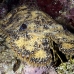 lobster_slipper_3fw_lc_h_0335_cay0457.jpg